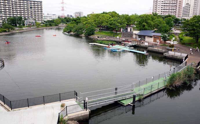 「新左近川親水公園」でテナガエビ釣り調査【東京】ヘチの石周りで18尾と対面