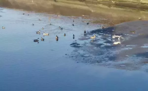 「シーバス釣りの好ポイント『干潟』の重要性　水の浄化作用も？」の画像