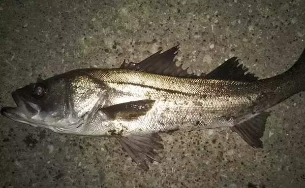 「シーバス釣りの好ポイント『干潟』の重要性　水の浄化作用も？」の画像