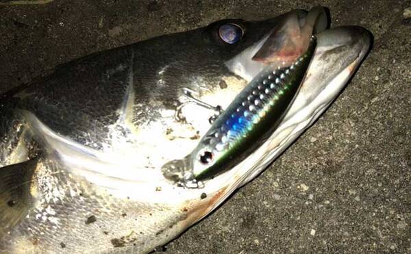 ルアーシーバス釣りにおける ご当地カラー の考え方 攻略ヒントに 22年5月6日 エキサイトニュース