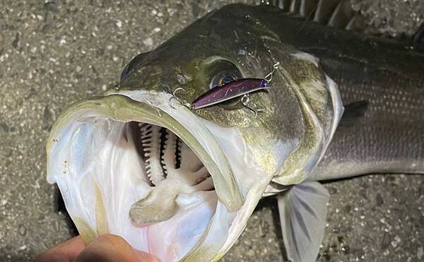 メバリングタックル流用でltシーバス釣行 65cm超え頭に本命5匹 22年6月7日 エキサイトニュース メバリングタックル流用でltシーバス釣行 65cm超え頭に本命5匹 22年6月7日 エキサイトニュース