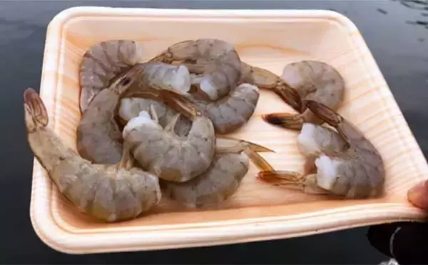 「堤防最重量級魚『コブダイ』をエビとジグヘッドで釣る方法　【タックル・時期・釣り方】」の画像