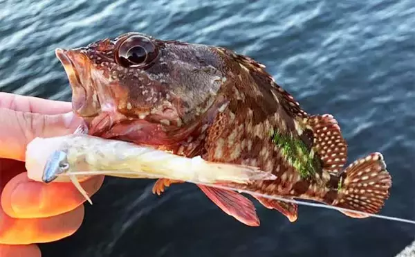 「堤防最重量級魚『コブダイ』をエビとジグヘッドで釣る方法　【タックル・時期・釣り方】」の画像