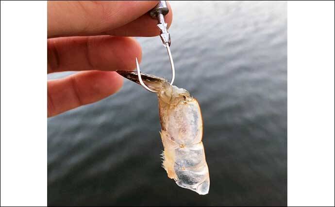 堤防最重量級魚『コブダイ』をエビとジグヘッドで釣る方法　【タックル・時期・釣り方】