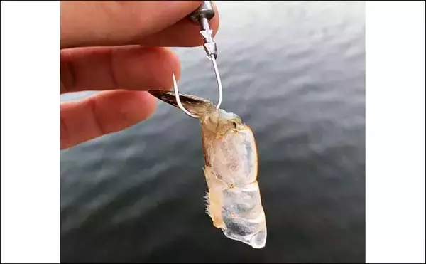 「堤防最重量級魚『コブダイ』をエビとジグヘッドで釣る方法　【タックル・時期・釣り方】」の画像