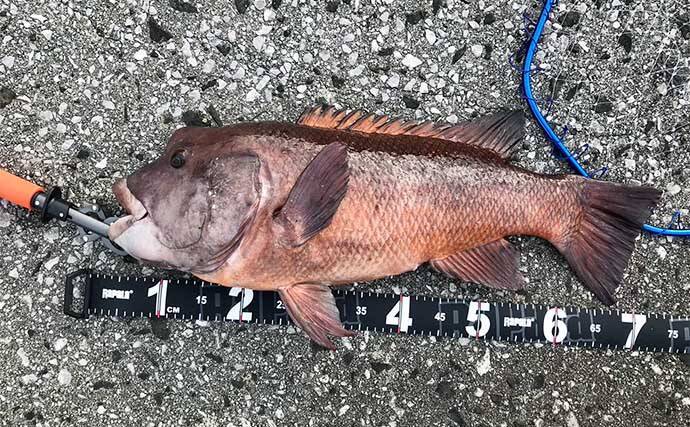 堤防最重量級魚『コブダイ』をエビとジグヘッドで釣る方法　【タックル・時期・釣り方】