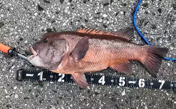 「堤防最重量級魚『コブダイ』をエビとジグヘッドで釣る方法　【タックル・時期・釣り方】」の画像