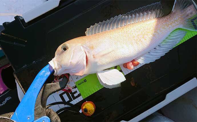 釣ったシロアマダイで作る絶品レシピ5選　シンプルな調理法がオススメ