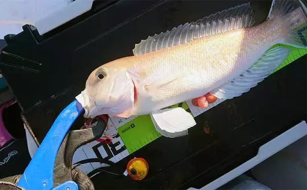 「釣ったシロアマダイで作る絶品レシピ5選　シンプルな調理法がオススメ」の画像