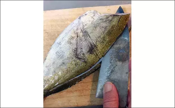 「釣魚で作る「酒の肴」レシピ：バリ（アイゴ）の細切り　強めに焼く【やっきり】が基本」の画像