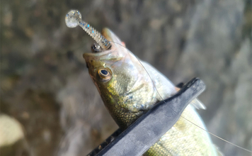 「強風下でも琵琶バスが爆発！」湖東〜湖北エリアのバスフィッシングで数釣りを満喫