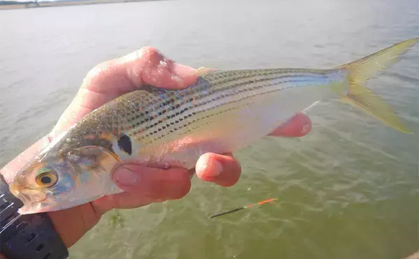 「1泊2日で大型ハクレンを狙う【茨城・常陸利根川】メーター超え本命と嬉しい対面！」の画像