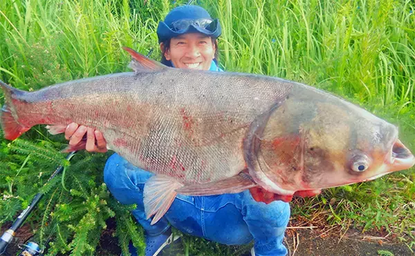 「1泊2日で大型ハクレンを狙う【茨城・常陸利根川】メーター超え本命と嬉しい対面！」の画像