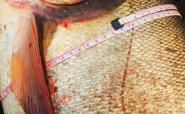 「1泊2日で大型ハクレンを狙う【茨城・常陸利根川】メーター超え本命と嬉しい対面！」の画像