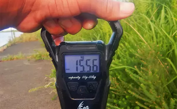 「1泊2日で大型ハクレンを狙う【茨城・常陸利根川】メーター超え本命と嬉しい対面！」の画像