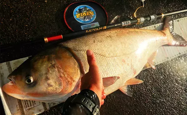 「1泊2日で大型ハクレンを狙う【茨城・常陸利根川】メーター超え本命と嬉しい対面！」の画像