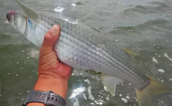 「1泊2日で大型ハクレンを狙う【茨城・常陸利根川】メーター超え本命と嬉しい対面！」の画像