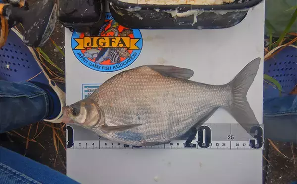 「1泊2日で大型ハクレンを狙う【茨城・常陸利根川】メーター超え本命と嬉しい対面！」の画像