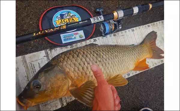 「1泊2日で大型ハクレンを狙う【茨城・常陸利根川】メーター超え本命と嬉しい対面！」の画像