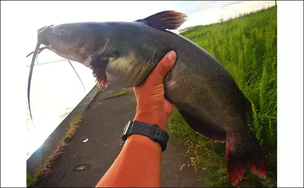 「1泊2日で大型ハクレンを狙う【茨城・常陸利根川】メーター超え本命と嬉しい対面！」の画像