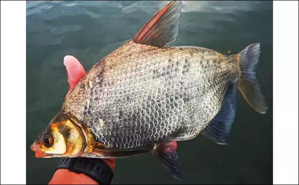 「1泊2日で大型ハクレンを狙う【茨城・常陸利根川】メーター超え本命と嬉しい対面！」の画像