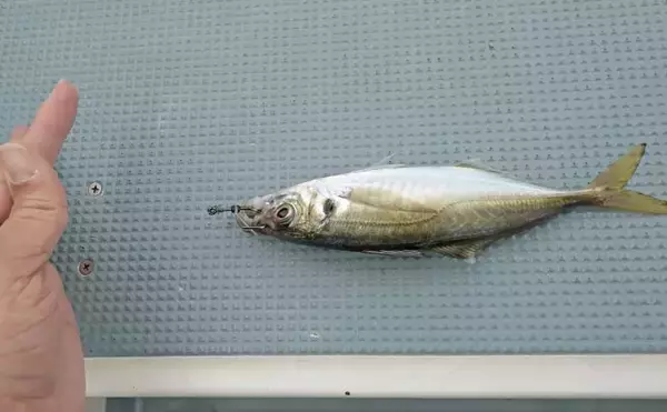 「相模湾の沖五目釣りでアジ11～39尾に2.4kgマダイ手中【洋征丸】カンパチ・マハタ・クロムツも登場」の画像