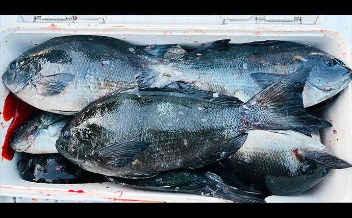 フカセ釣りで40cm級頭にクロ連打【大分・蒲江】サイズアップを狙う釣り方とは？