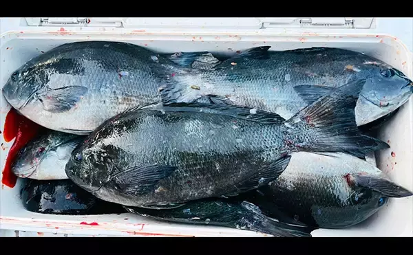 「フカセ釣りで40cm級頭にクロ連打【大分・蒲江】サイズアップを狙う釣り方とは？」の画像