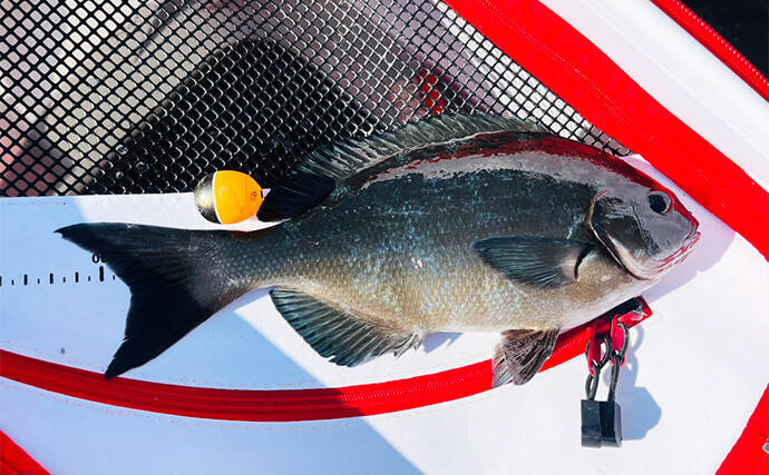 フカセ釣りで40cm級頭にクロ連打【大分・蒲江】サイズアップを狙う釣り方とは？