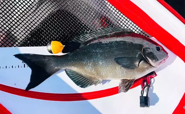 「フカセ釣りで40cm級頭にクロ連打【大分・蒲江】サイズアップを狙う釣り方とは？」の画像