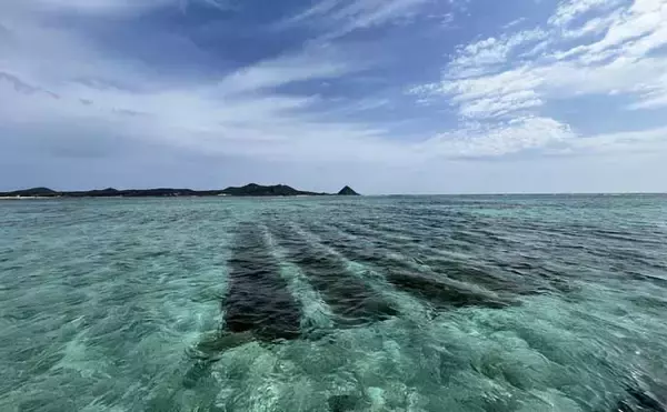 「伊是名島で出会った正真正銘の「海人」の話　アオリイカともずくが繋いだ冬の記憶」の画像