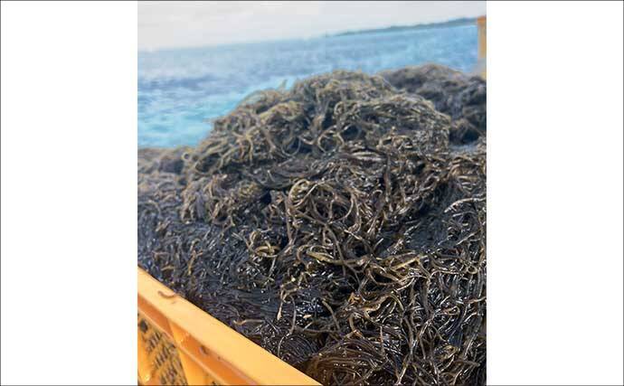 伊是名島で出会った正真正銘の「海人」の話　アオリイカともずくが繋いだ冬の記憶