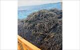 「伊是名島で出会った正真正銘の「海人」の話　アオリイカともずくが繋いだ冬の記憶」の画像12