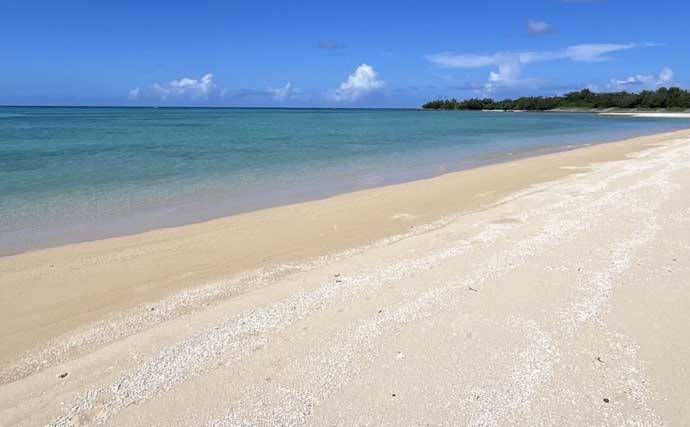 伊是名島で出会った正真正銘の「海人」の話　アオリイカともずくが繋いだ冬の記憶
