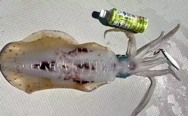 「伊是名島で出会った正真正銘の「海人」の話　アオリイカともずくが繋いだ冬の記憶」の画像