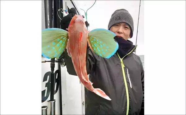 「【沖のルアー釣果速報】根魚ボート便でメバルラッシュ！最大24cm頭に連発（愛知）」の画像