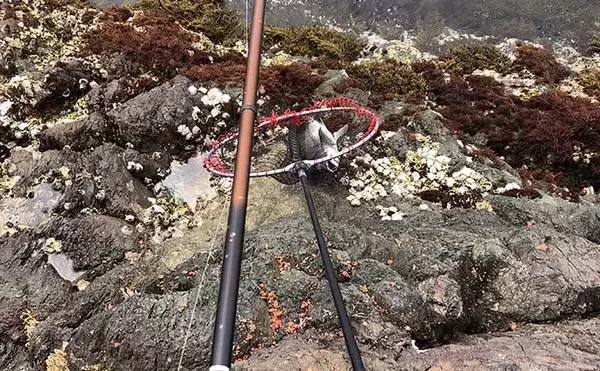 「チヌの聖地で乗っ込み開始！刺しエサローテーション的中で本命連発【湯浅・和歌山】」の画像