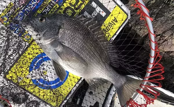 「チヌの聖地で乗っ込み開始！刺しエサローテーション的中で本命連発【湯浅・和歌山】」の画像