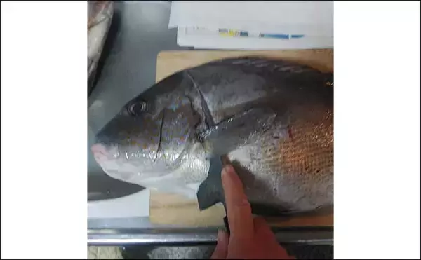 「釣り人的「洋食」レシピ：コロダイのステーキ　炭酸系お酒にマッチ」の画像