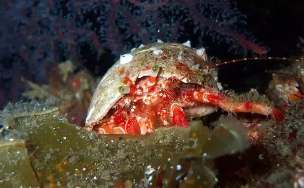 「平安時代から続く日本のヤドカリ食文化　エビ・カニとは異なる食味で美味？」の画像