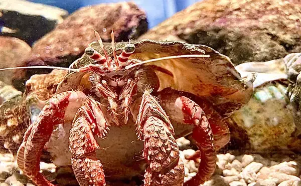 「平安時代から続く日本のヤドカリ食文化　エビ・カニとは異なる食味で美味？」の画像