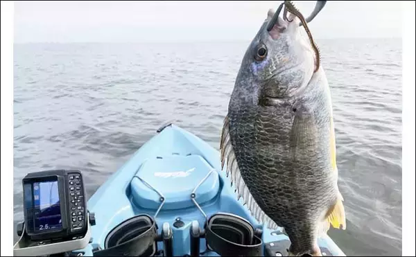 「東京湾富津沖カヤックフィッシングでチヌにマゴチなど4魚種　鱒レンジャーが大活躍」の画像