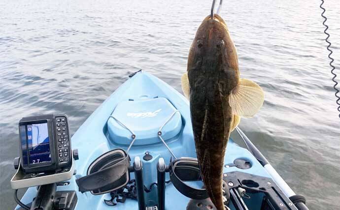 東京湾富津沖カヤックフィッシングでチヌにマゴチなど4魚種　鱒レンジャーが大活躍