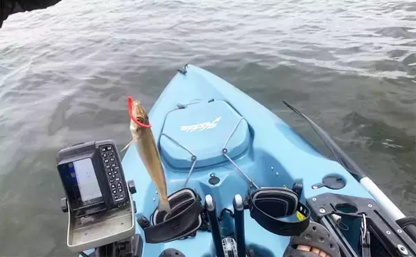 「東京湾富津沖カヤックフィッシングでチヌにマゴチなど4魚種　鱒レンジャーが大活躍」の画像