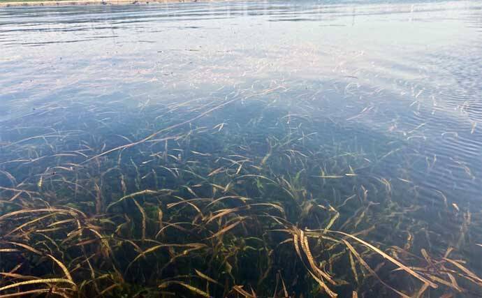 東京湾富津沖カヤックフィッシングでチヌにマゴチなど4魚種　鱒レンジャーが大活躍