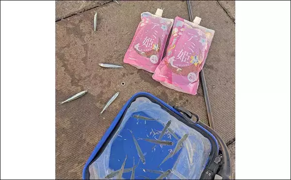 「早川港のサビキ釣りでトウゴロウイワシ爆釣！【神奈川】朝イチ1時間で62尾を手中」の画像