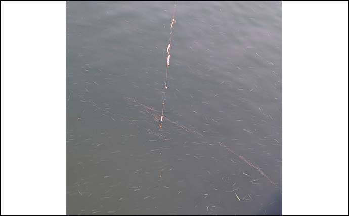 早川港のサビキ釣りでトウゴロウイワシ爆釣！【神奈川】朝イチ1時間で62尾を手中