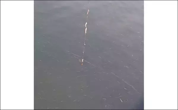 「早川港のサビキ釣りでトウゴロウイワシ爆釣！【神奈川】朝イチ1時間で62尾を手中」の画像