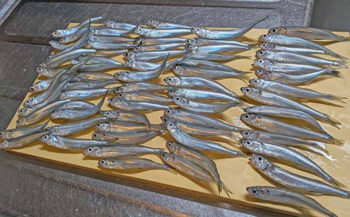 早川港のサビキ釣りでトウゴロウイワシ爆釣！【神奈川】朝イチ1時間で62尾を手中