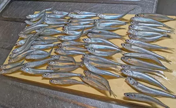 「早川港のサビキ釣りでトウゴロウイワシ爆釣！【神奈川】朝イチ1時間で62尾を手中」の画像